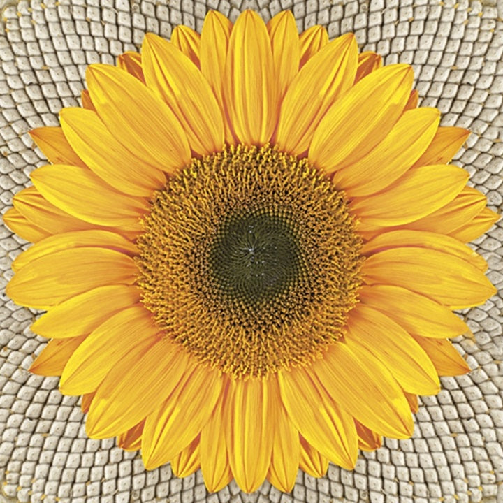 Χαρτοπετσέτες για ντεκουπάζ Sunflower on Seeds - 1 τεμάχιο