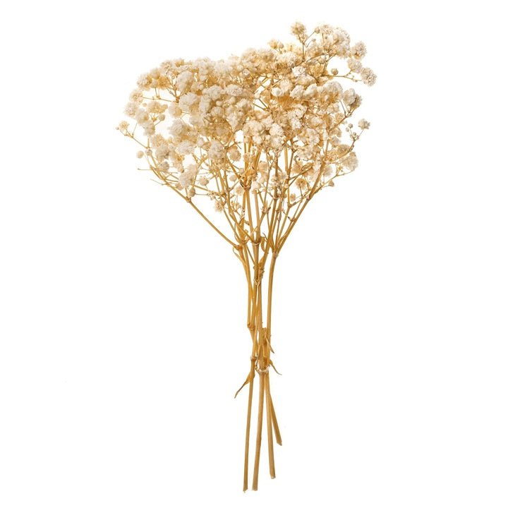 Φυσική Γυψόφυλλος / 4 Στελέχη, 20 cm