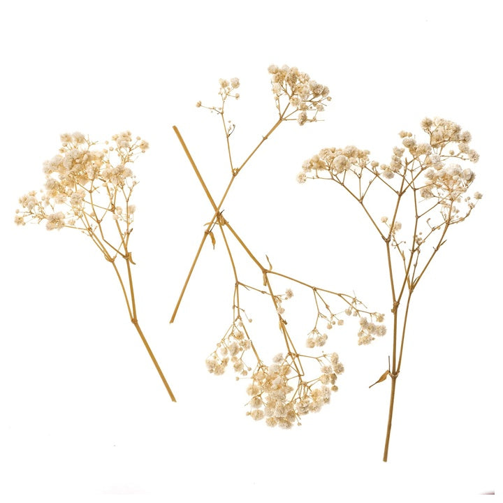 Φυσική Γυψόφυλλος / 4 Στελέχη, 20 cm
