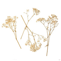 Φυσική Γυψόφυλλος / 4 Στελέχη, 20 cm