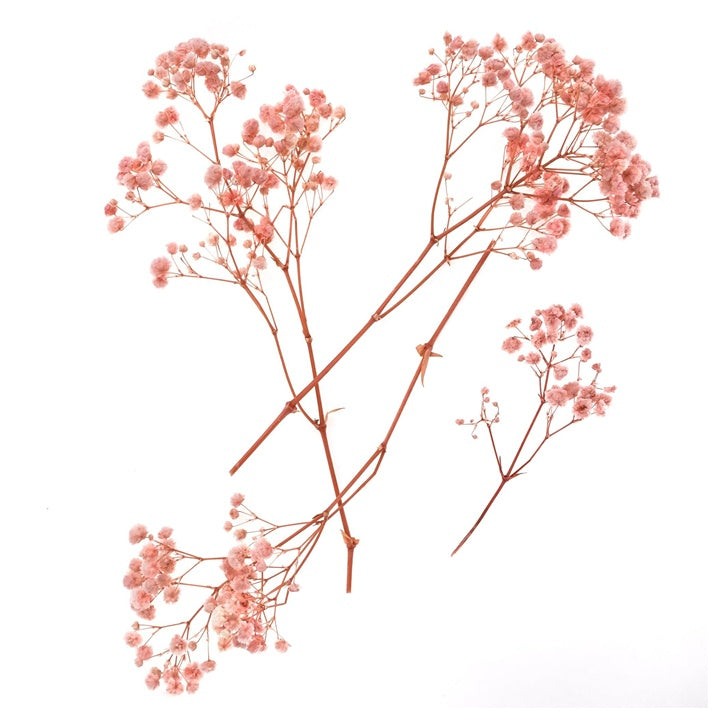 Ροζ Γυψόφυλλες - 4 Μίσχοι, 20 cm